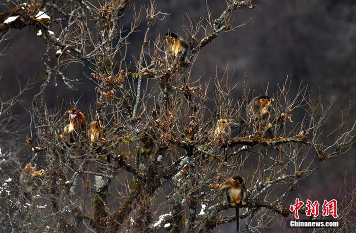 쓰촨 폭설로 인해 산 아래로 내려온 황금들창코원숭이들