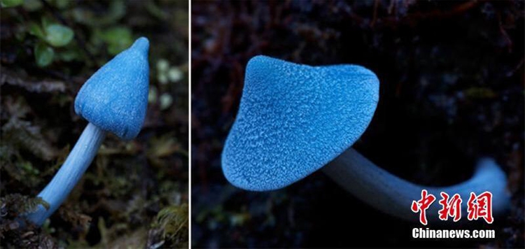 중국 윈난서 신종 ‘파란 버섯’ 발견, 2016 신조어 바로 이것에서 비롯