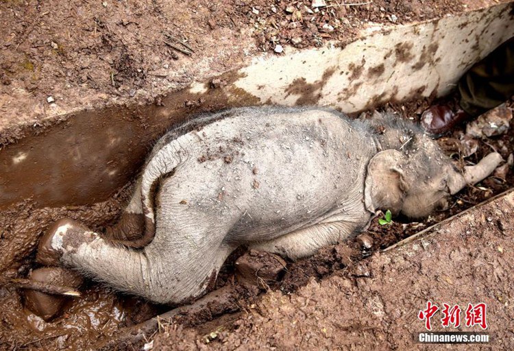 중국 운남 야생 코끼리 추락 중태! 아직 생사 여부 불투명…