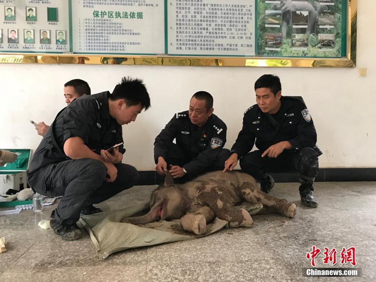 중국 운남 야생 코끼리 추락 중태! 아직 생사 여부 불투명…