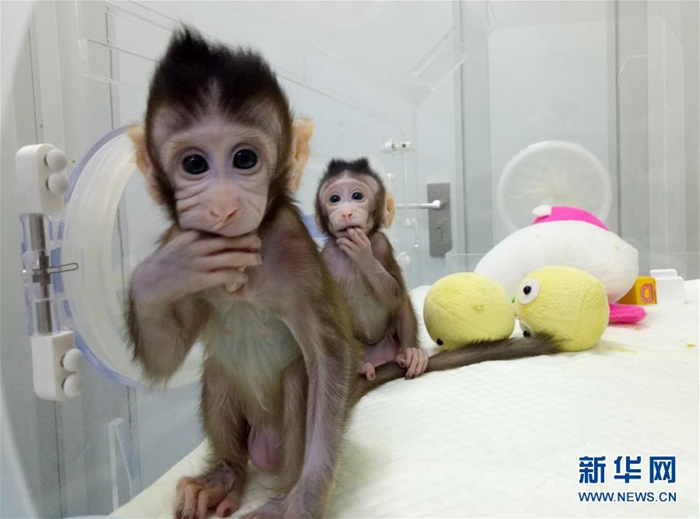 세계 생명과학계의 새로운 진전! 중국에서 태어난 복제원숭이