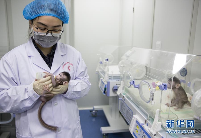 세계 생명과학계의 새로운 진전! 중국에서 태어난 복제원숭이