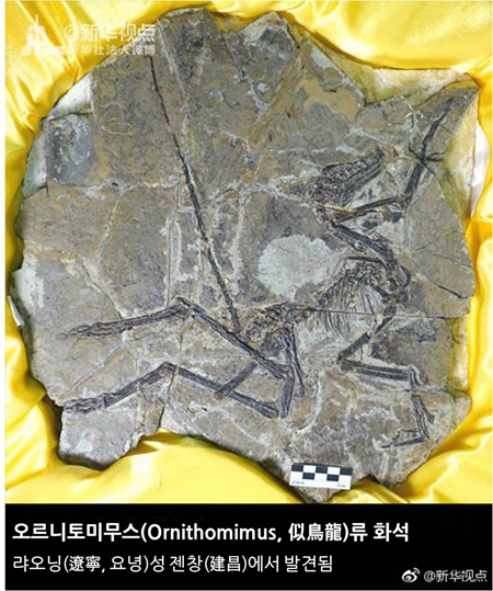 ‘세계 최초의 새’ 전시…약 1억 6천만 년 전 화석