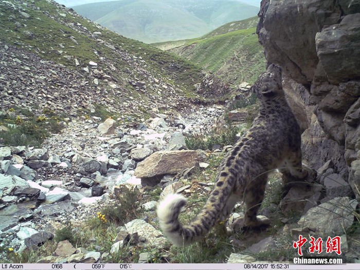 중국 치롄산 눈표범 관측…적외선 카메라 이용한 야생동물 모니터링 작업 실시