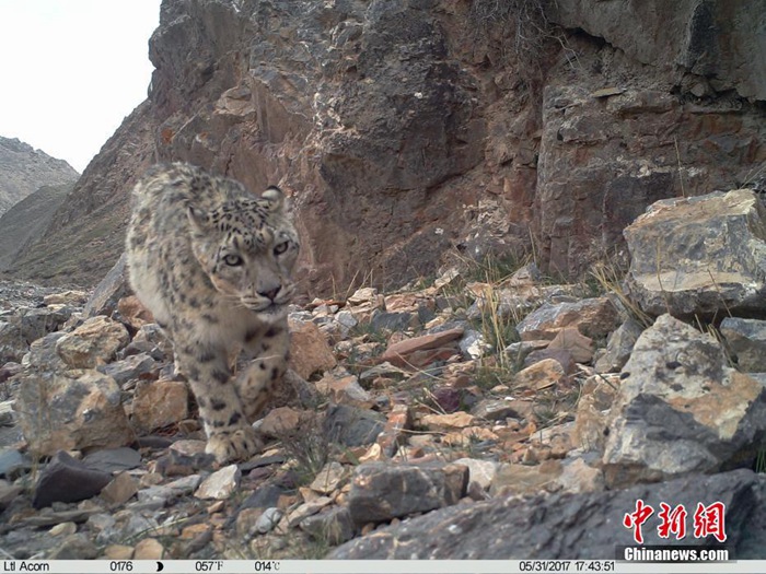중국 치롄산 눈표범 관측…적외선 카메라 이용한 야생동물 모니터링 작업 실시