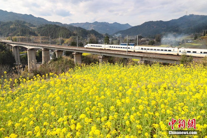 중국에 찾아온 봄, 유채꽃밭 사이로 떠나는 기차여행