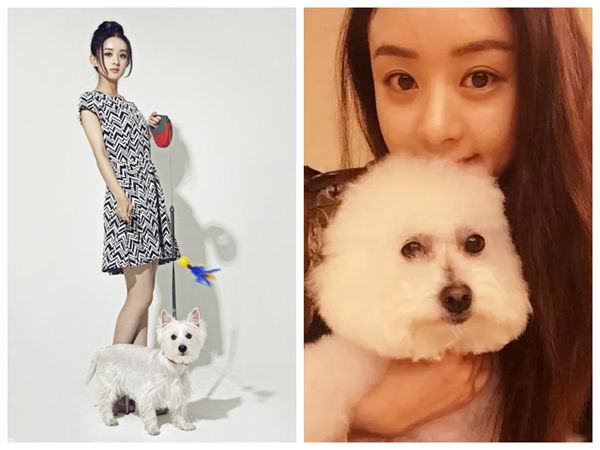 ‘키스 먼저 할까요’ 김선아, 감우성의 반려견과 악수하는 모습 공개…중한 연예인들의 강아지와의 귀여운 순간들!