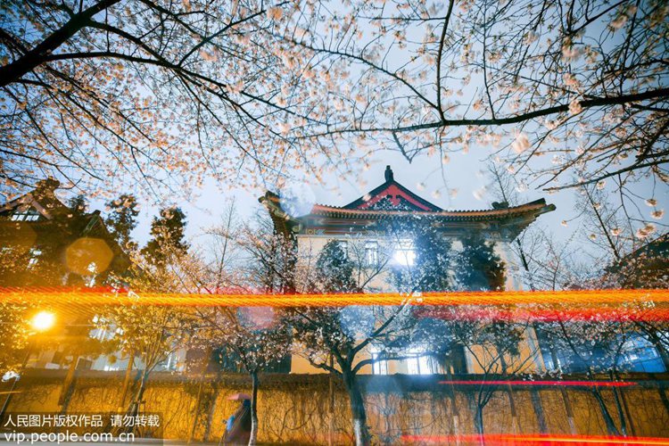 난징: 봄 맞이하는 벚꽃의 아름다운 야경