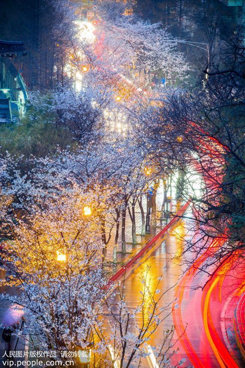 난징: 봄 맞이하는 벚꽃의 아름다운 야경