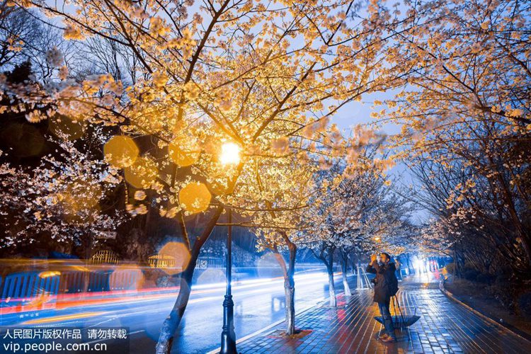 난징: 봄 맞이하는 벚꽃의 아름다운 야경