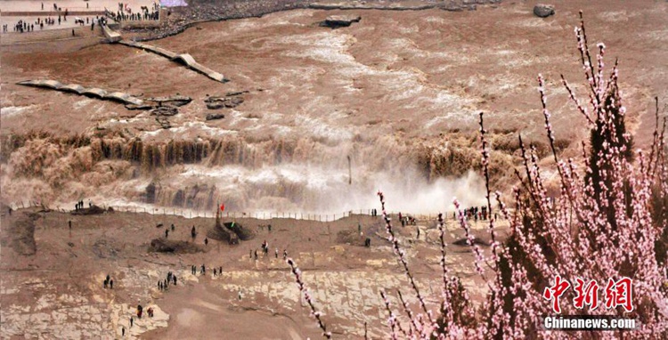 [웅장] 황허강 후커우폭포에 100미터 규모의 ‘도화수’ 출현