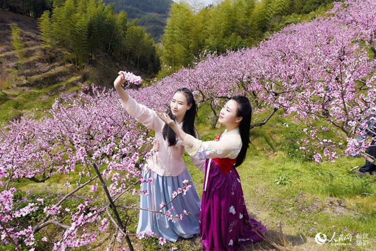 중국 융안 복숭아꽃 감상 절정에 달해, 하루 관광객만 1000명