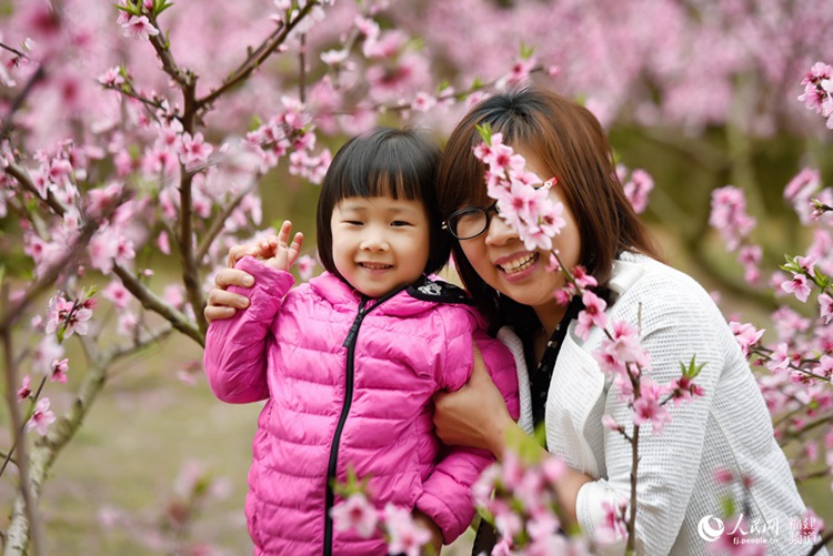 중국 융안 복숭아꽃 감상 절정에 달해, 하루 관광객만 1000명