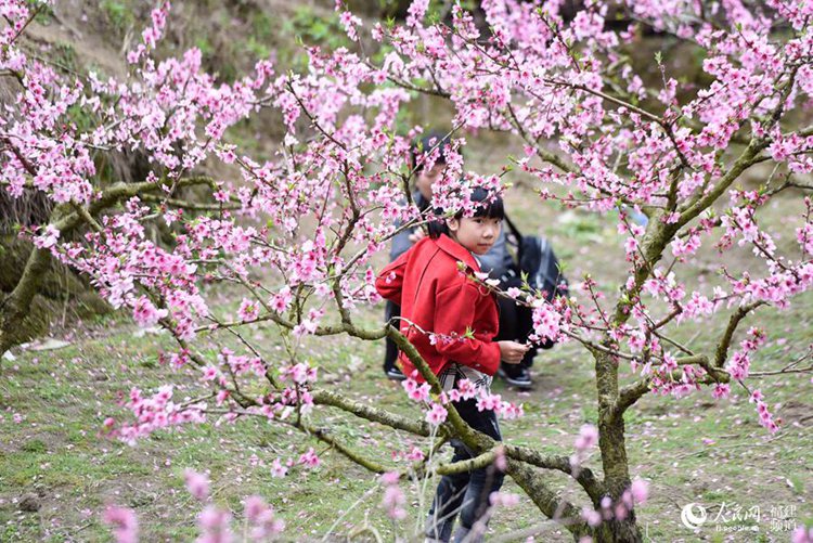 중국 융안 복숭아꽃 감상 절정에 달해, 하루 관광객만 1000명
