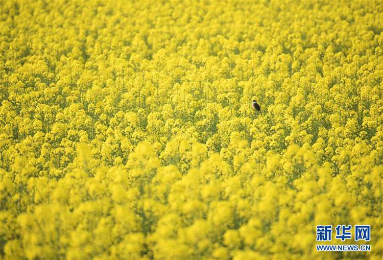 봄기운 찾아온 중국, 봄에 펼쳐진 그림 같은 풍경