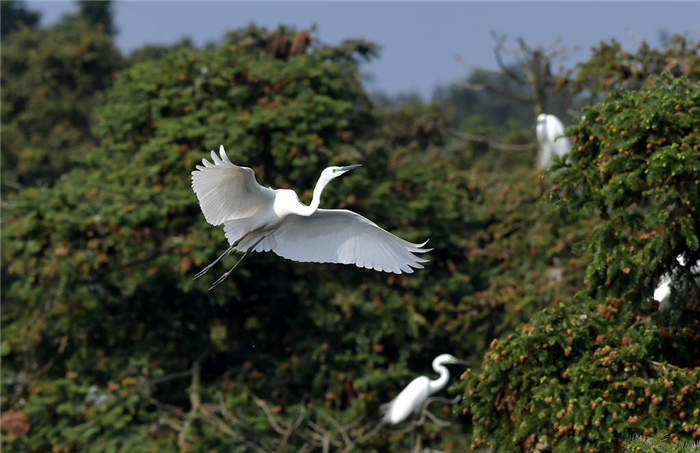 백로들이 산림 사이로 날아가는 모습 [촬영: 3월 26일 신화사 펑자오즈(彭昭之) 기자]