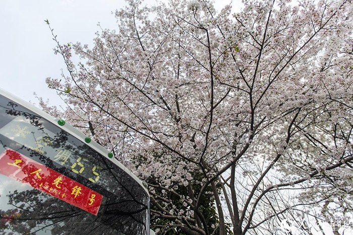 상하이에서 가장 아름다운 벚꽃길+전철역+정류소는 과연 어디?