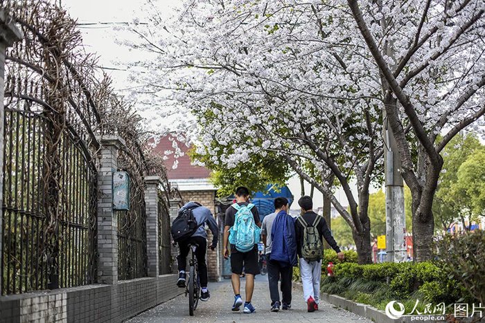 상하이에서 가장 아름다운 벚꽃길+전철역+정류소는 과연 어디?