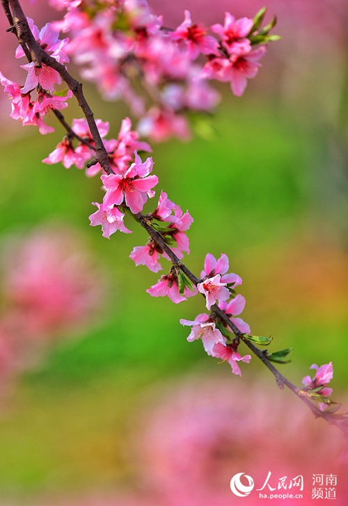 [봄의 향기] 허난 광산, 복숭아꽃 감상은 여기에서…