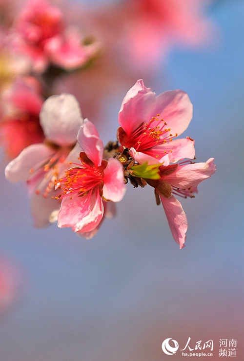 [봄의 향기] 허난 광산, 복숭아꽃 감상은 여기에서…