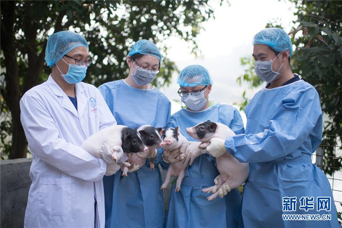 세계 최초로 ‘헌팅턴병 돼지’ 탄생