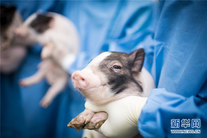 세계 최초로 ‘헌팅턴병 돼지’ 탄생