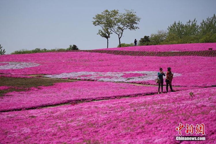 중국 강소에 펼쳐진 지면패랭이꽃…낭만을 선물하는 마을