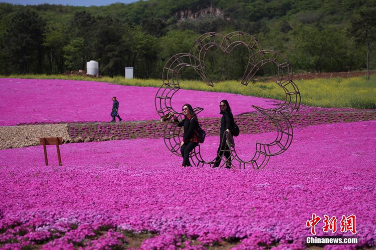 중국 강소에 펼쳐진 지면패랭이꽃…낭만을 선물하는 마을