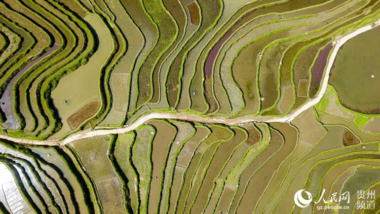 중국 구이저우 충장의 봄, 알록달록 계단식 밭 눈길