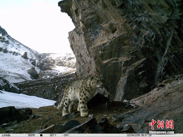 [신발견] 중국 고원지대 신산(神山)에서 포착된 ‘눈표범’