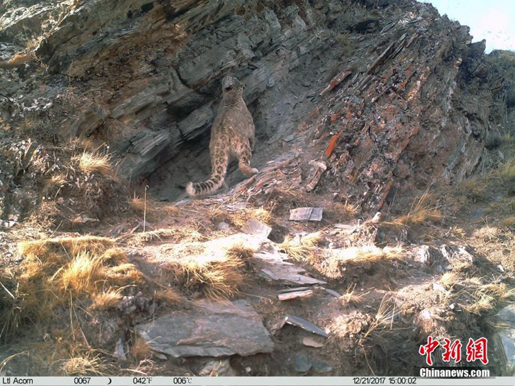 [신발견] 중국 고원지대 신산(神山)에서 포착된 ‘눈표범’