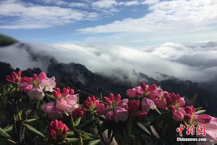 중국 안후이 황산에 펼쳐진 ‘운해 경관’+‘진달래꽃’