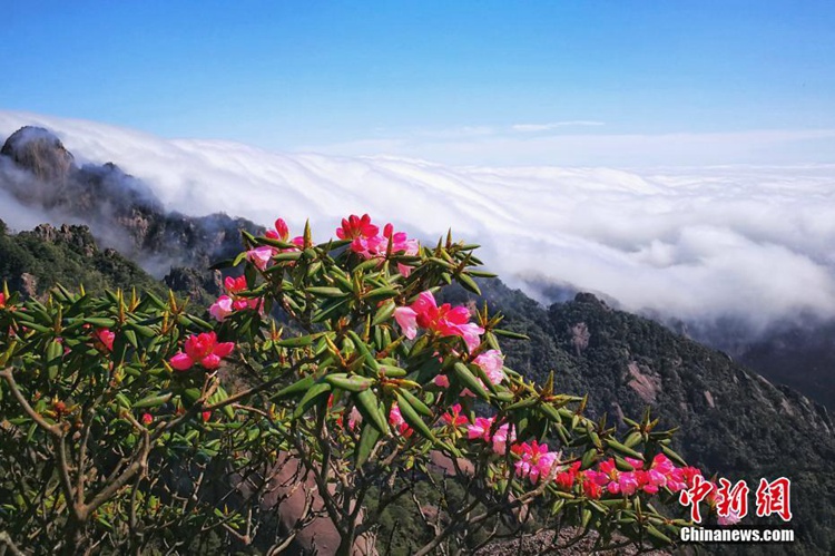 중국 안후이 황산에 펼쳐진 ‘운해 경관’+‘진달래꽃’