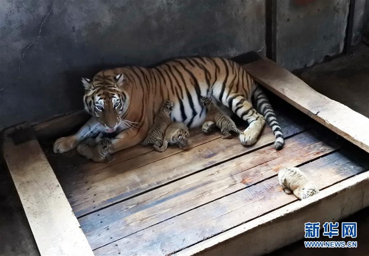 [동물] 중국 헤이룽장 하이린: 동북호랑이 새끼 5마리 출산, 귀여움 뿜뿜
