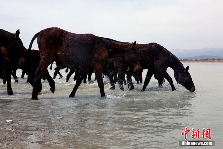 신장 자오쑤 대초원의 초여름 진풍경, ‘목욕하는 天馬’