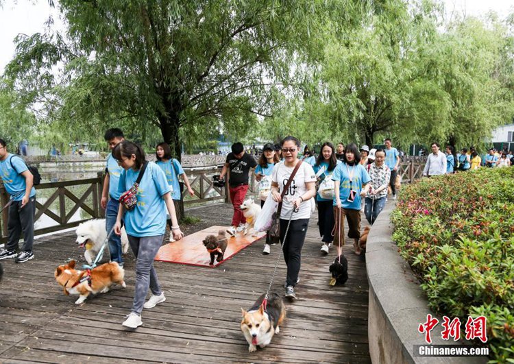 1000마리 강아지들 참가한 ‘마라톤 대회’…인기 만점!