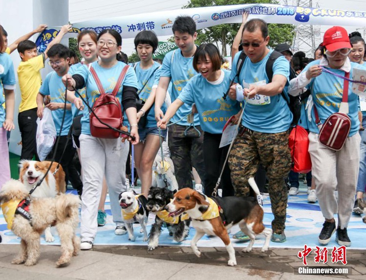 1000마리 강아지들 참가한 ‘마라톤 대회’…인기 만점!