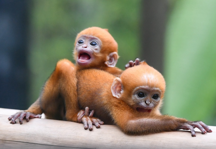 멸종위기종 프랑수아랑구르, 24시간 간격으로 이란성 쌍둥이 출산