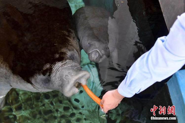 멸종위기종 ‘아프리카 해우’, 광둥 주하이에서 출산 성공
