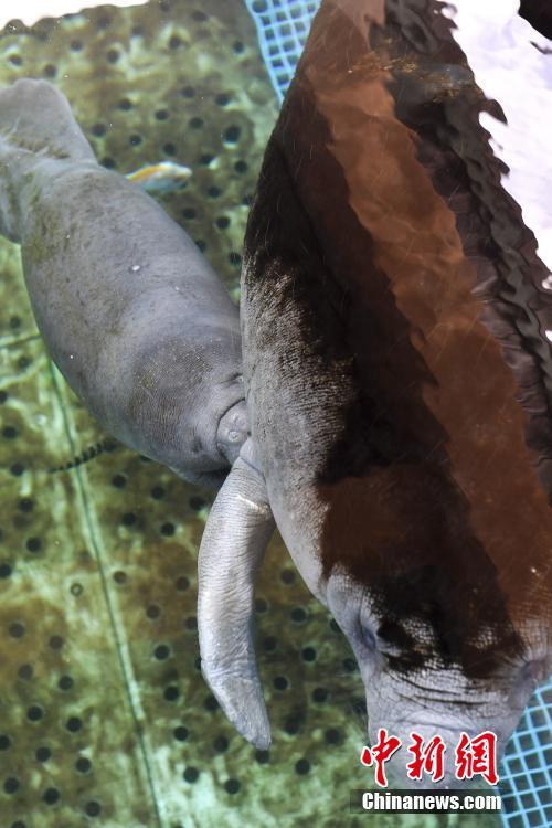 멸종위기종 ‘아프리카 해우’, 광둥 주하이에서 출산 성공
