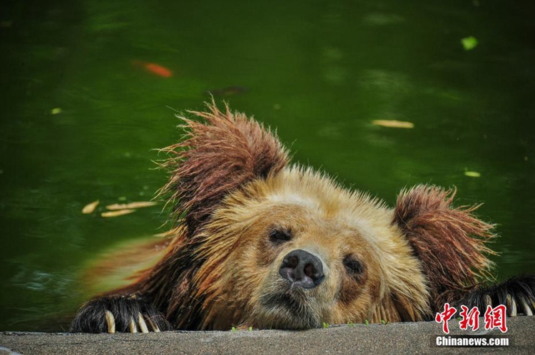 [포토] 중국 톈진 무더위 지속! 동물원 동물들의 피서법