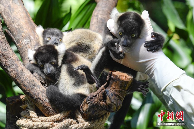 중국 광저우 흑백목도리여우원숭이 세쌍둥이 첫 출산