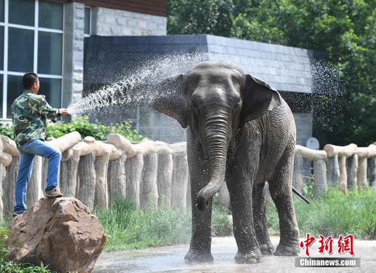 코끼리가 입을 벌리고 코를 높게 들어 올리는 모습이다. 동물원 직원은 코끼리에게 물을 뿌렸고 코끼리는 눈을 살짝 감으며 귀여운 표정을 연출했다. [사진 출처: 중국신문망/촬영: 장야오(張瑤)]