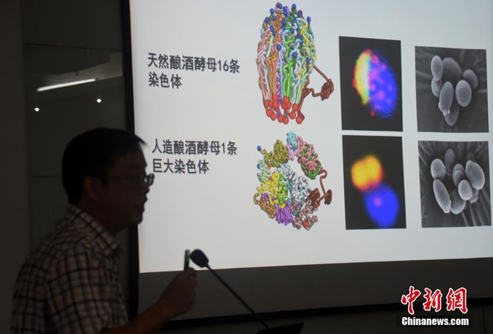 중국 게놈 프로젝트, 인공단일염색체 진핵세포 합성 성공…네이쳐 등재
