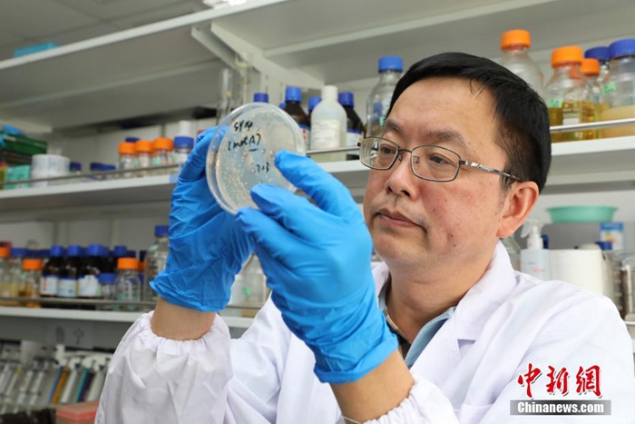 중국 게놈 프로젝트, 인공단일염색체 진핵세포 합성 성공…네이쳐 등재
