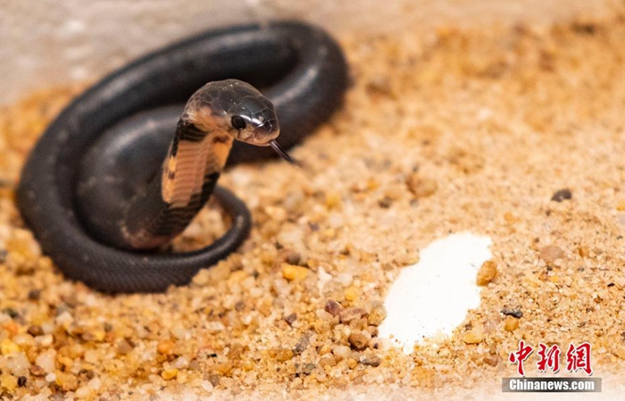 중국 뱀사육장서 새끼 코브라 부화, 1달에 5000마리