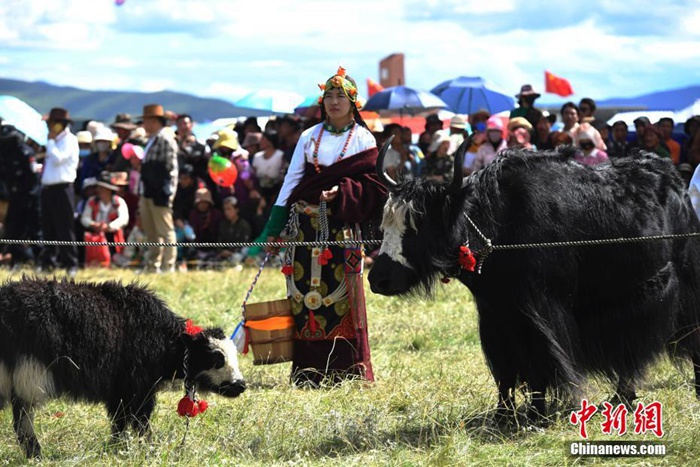 중국 쓰촨 훙위안 대초원에서 개최된 ‘야크 미인 선발대회’