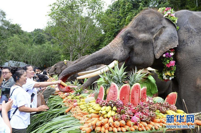중국 윈난 시솽반나서 개최된 ‘세계 코끼리의 날’ 기념행사