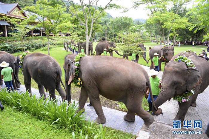 중국 윈난 시솽반나서 개최된 ‘세계 코끼리의 날’ 기념행사