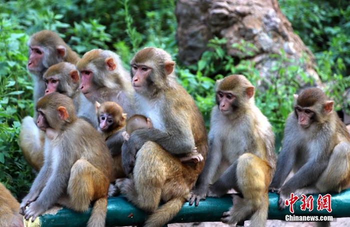 中 타이항산 원숭이들의 특제 아이스 영양식 “더위야 가라” 
